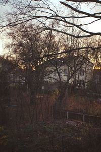 Bare trees against sky