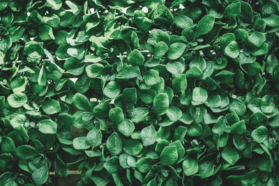 Full frame shot of plants