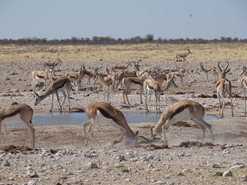 Flock of sheep in water against sky