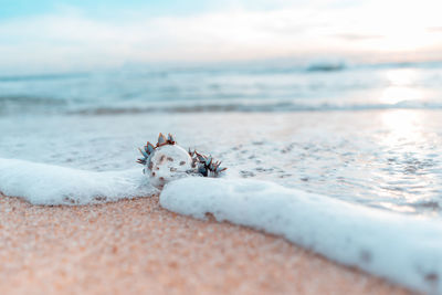 High angle view of dog on beach