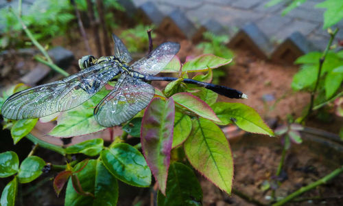 Close-up of wet dragonfly on plant