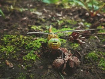 Close-up of insect on plant