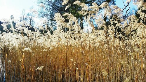 Close-up of plants growing on field against sky