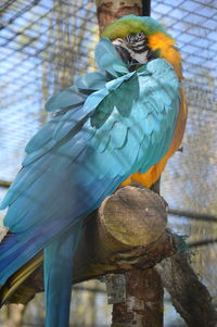 Close-up of parrot perching in cage at zoo