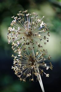 Close-up of plant