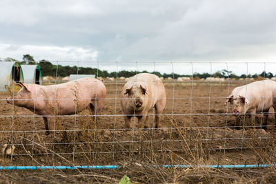 View of sheep in pen against sky