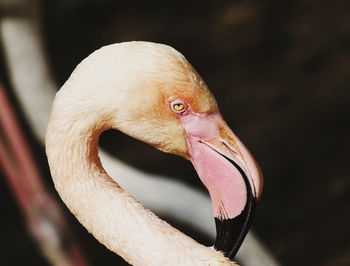 Close-up of a bird