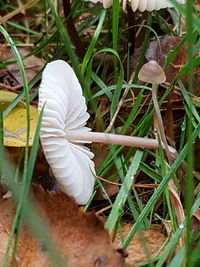 Close-up of white flower blooming outdoors