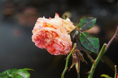 Close-up of rose plant