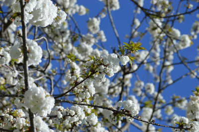 Low angle view of cherry blossoms against sky