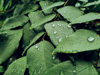 Full frame shot of raindrops on leaves