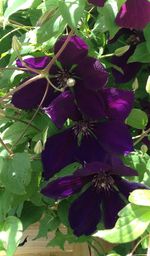 Close-up of purple flowers