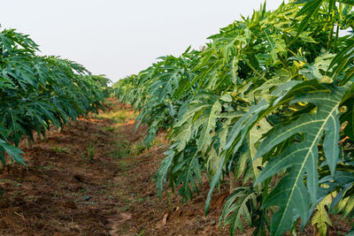 Crops growing on field