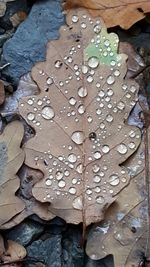 Close-up of wet leaf