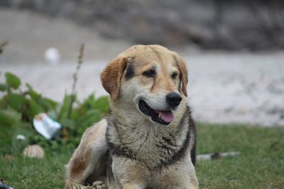 Close-up of dog on field