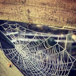 Close-up of spider on web