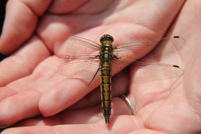 Cropped hand holding dragonfly with broken wings