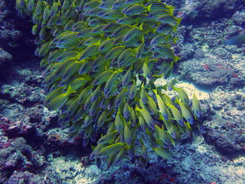 School of jack fish swimming underwater