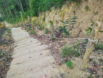 High angle view of plants growing on land