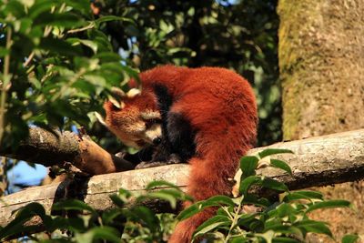 Squirrel on tree trunk