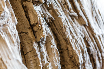  close-up of tree trunk