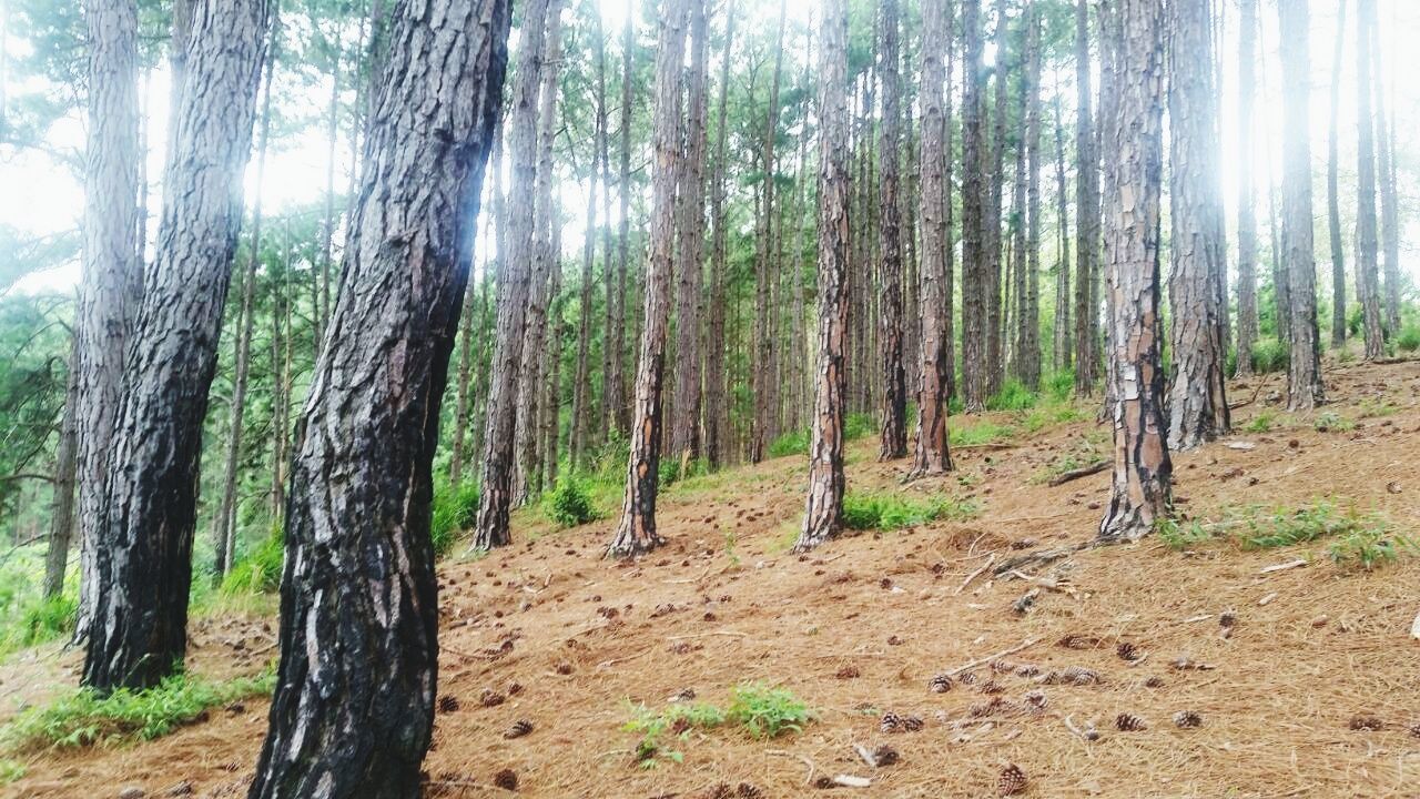 tree, tree trunk, forest, nature, scenics, woodland, no people, landscape, pine tree, day, outdoors, tranquility, tranquil scene, plant, growth, travel destinations, beauty in nature, forest fire, grass, sky