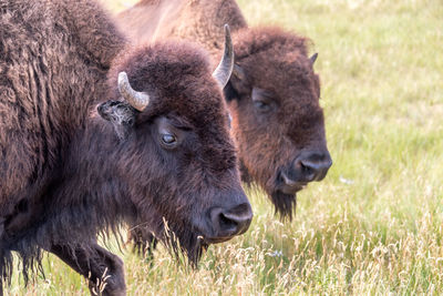 American bisons in the wild