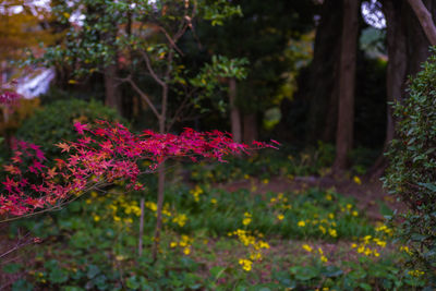 Close-up of pink flowering plants on land