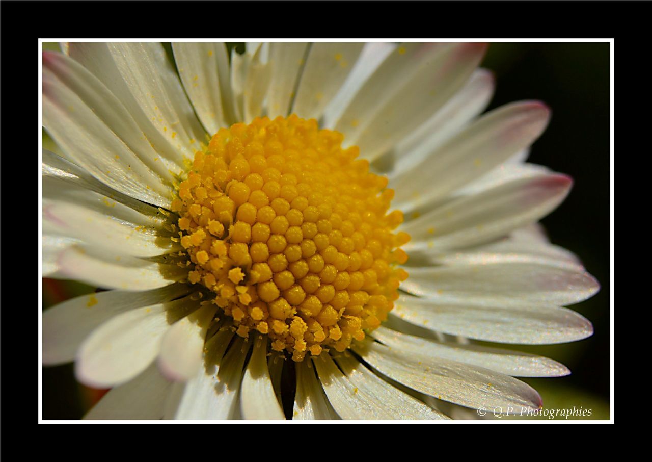 CLOSE-UP OF YELLOW FLOWERS