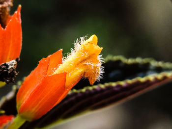 Close-up of orange flower