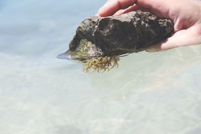 Cropped hand of holding stone in sea