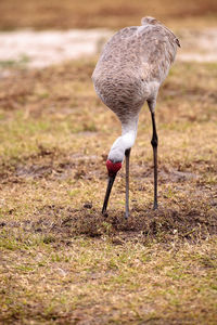 Sandhill crane bird grus canadensis forages for food in the marsh at the myakka river state park 