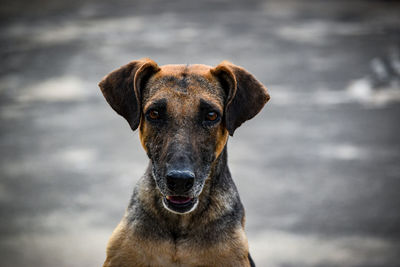 Close-up portrait of dog against blurred background