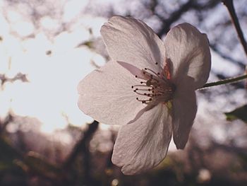 Close-up of flower