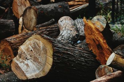 Stack of logs