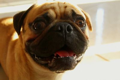 Close-up portrait of dog