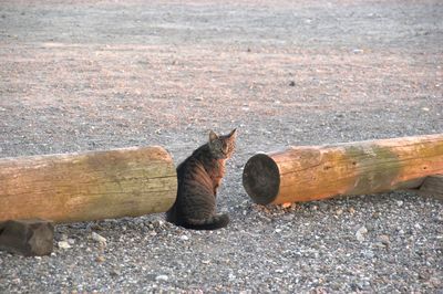 Cat on pebble beach