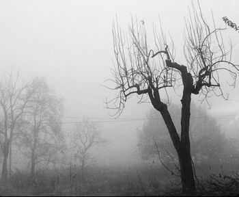 Bare trees in foggy weather