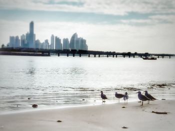 View of swans on beach against sky