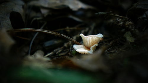 Close-up of mushroom fungus