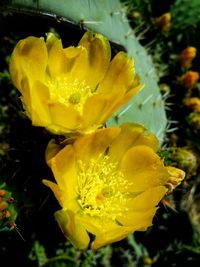 Close-up of yellow flower