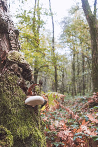 Mushrooms growing on tree trunk in forest