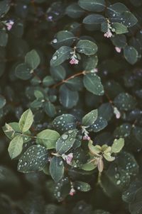 Close-up of wet plant leaves