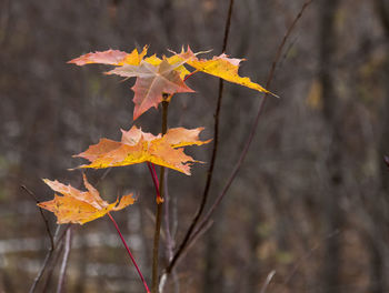 Close-up of maple leaves on plant