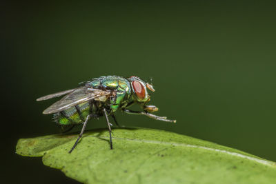 Close-up of insect on leaf