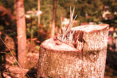 Close-up of tree stump on field