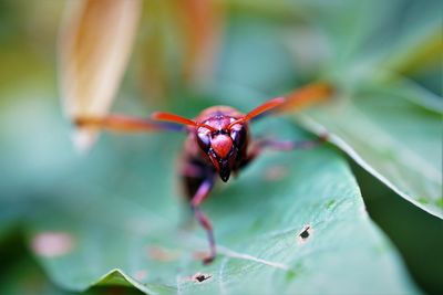 Close-up of insect on leaf