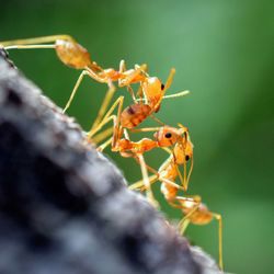 Close-up of ant on plant