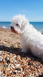 High angle view of dog on beach