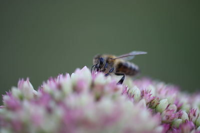 Close-up of bee pollinating on purple flower